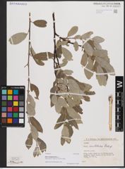 Foto von Salix cantabrica Rech. f.